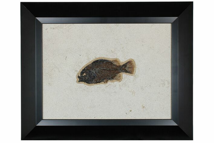 Framed Fossil Fish (Cockerellites) - Wyoming #177302